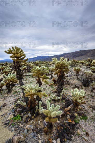 Desert landscape with Teddy-bear chollas (Cylindropuntia bigelovii)