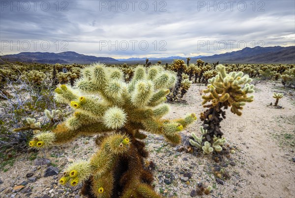 Desert landscape with Teddy-bear chollas (Cylindropuntia bigelovii)