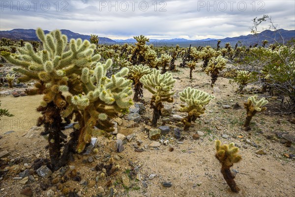 Desert landscape with Teddy-bear chollas (Cylindropuntia bigelovii)