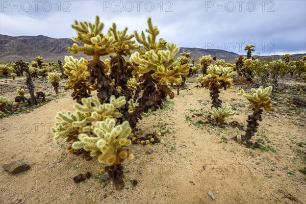 Desert landscape with Teddy-bear chollas (Cylindropuntia bigelovii)