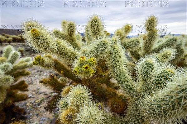 Spiny Teddy-bear cholla (Cylindropuntia bigelovii)