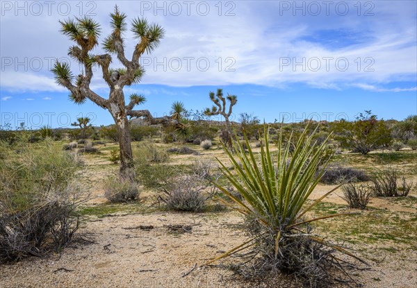 Joshua Tree (Yucca brevifolia)