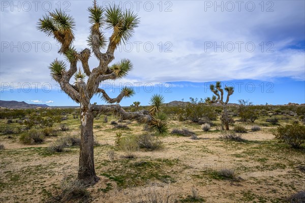 Joshua Tree (Yucca brevifolia)