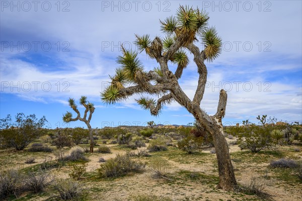 Joshua Tree (Yucca brevifolia)