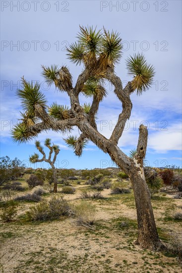 Joshua Tree (Yucca brevifolia)