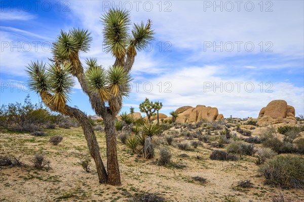 Joshua Tree (Yucca brevifolia)