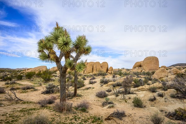 Joshua Tree (Yucca brevifolia)