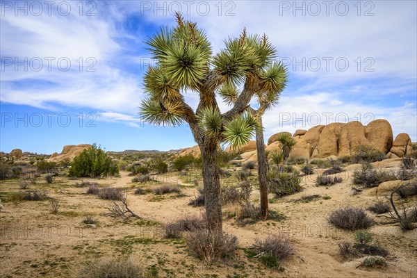 Joshua Tree (Yucca brevifolia)