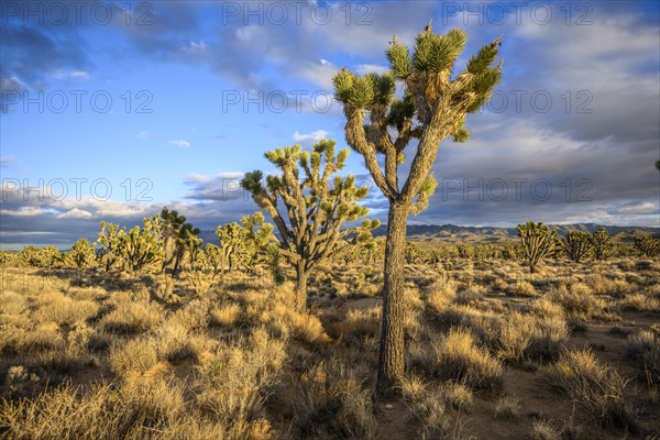 Joshua Trees (Yucca brevifolia) in Evening Light