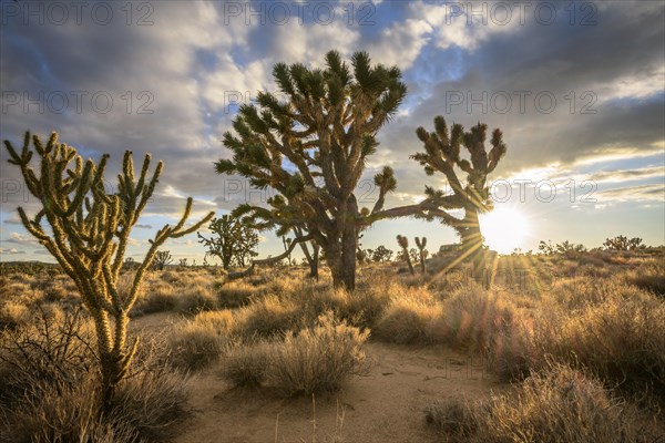 Joshua Trees (Yucca brevifolia) at sunset