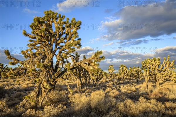 Joshua Trees (Yucca brevifolia) in Evening Light