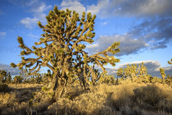 Joshua Trees (Yucca brevifolia) in Evening Light