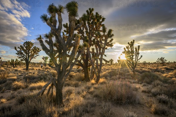 Joshua Trees (Yucca brevifolia) at sunset