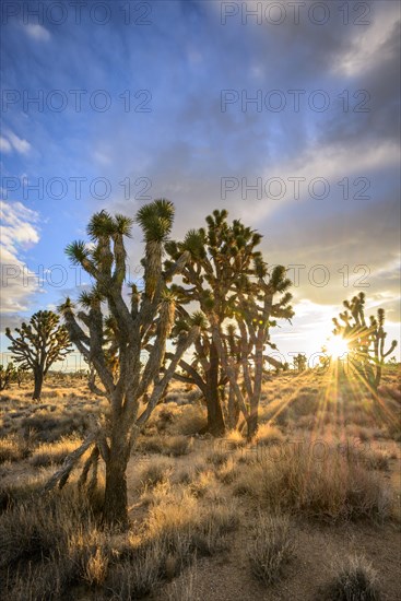 Joshua Trees (Yucca brevifolia) at sunset