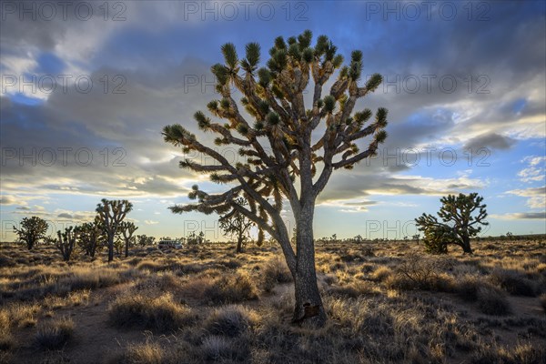 Joshua Trees (Yucca brevifolia) in Evening Light