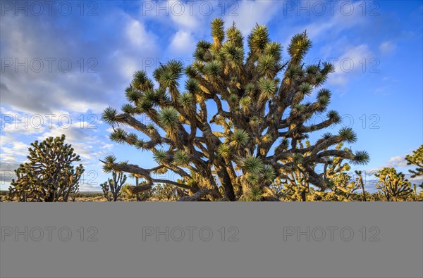 Joshua Trees (Yucca brevifolia) in Evening Light