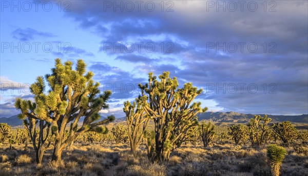 Joshua Trees (Yucca brevifolia) in Evening Light