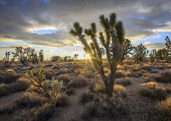 Joshua Trees (Yucca brevifolia) at sunset