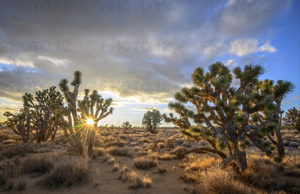 Joshua Trees (Yucca brevifolia) at sunset