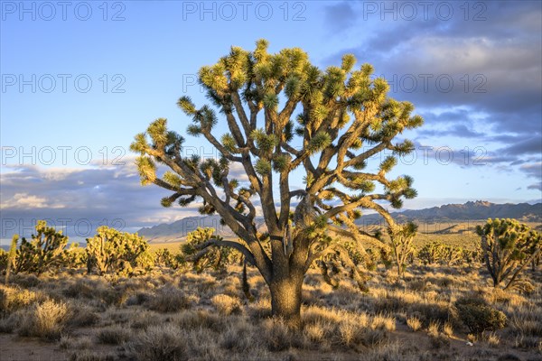 Joshua Trees (Yucca brevifolia) in Evening Light