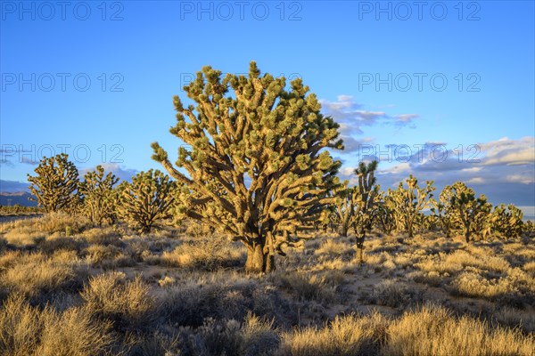 Joshua Trees (Yucca brevifolia) in Evening Light