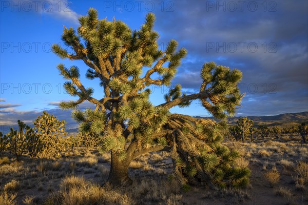 Joshua Trees (Yucca brevifolia) in Evening Light