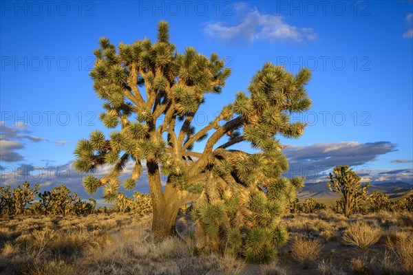 Joshua Trees (Yucca brevifolia) in Evening Light