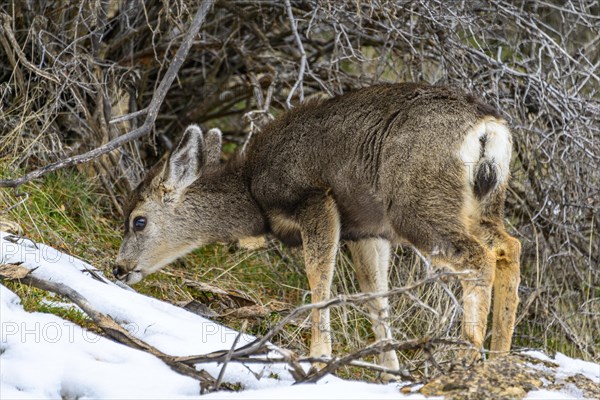 Mule deer (Odocoileus hemionus)