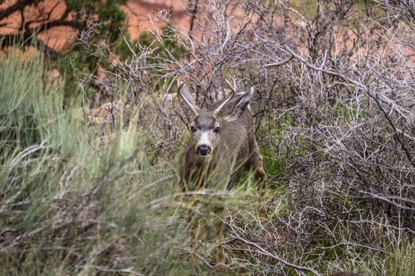 Mule deer (Odocoileus hemionus)