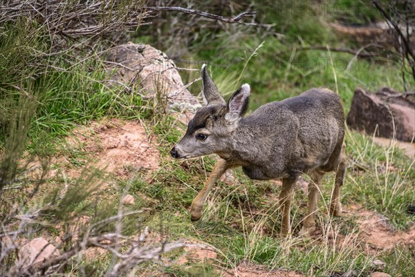 Mule deer (Odocoileus hemionus)