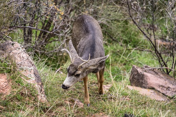 Mule deer (Odocoileus hemionus)