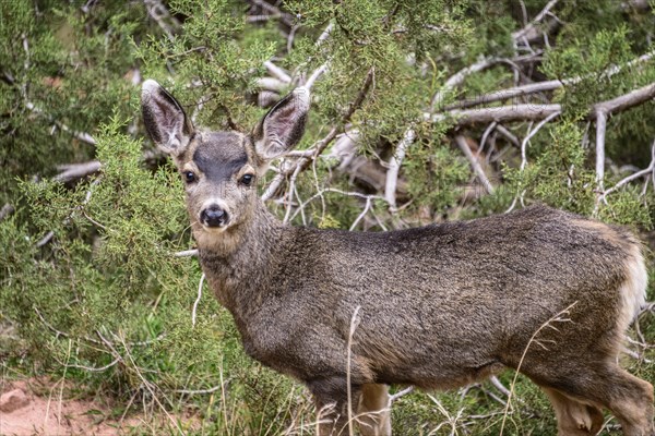 Mule deer (Odocoileus hemionus) in the undergrowth