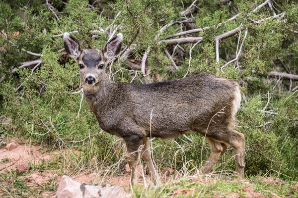 Mule deer (Odocoileus hemionus) in the undergrowth