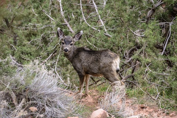 Mule deer (Odocoileus hemionus) in the undergrowth