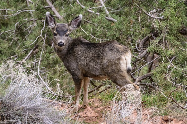 Mule deer (Odocoileus hemionus) in the undergrowth