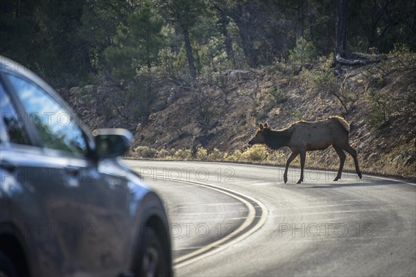 American elk (Cervus canadensis) crosses a road in front of driving car