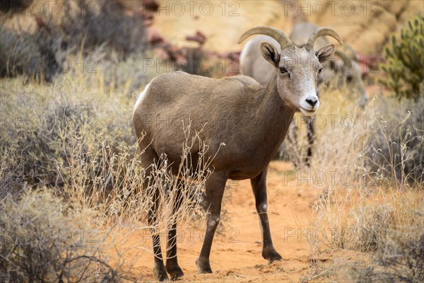 Desert bighorn sheep (Ovis canadensis nelsoni)