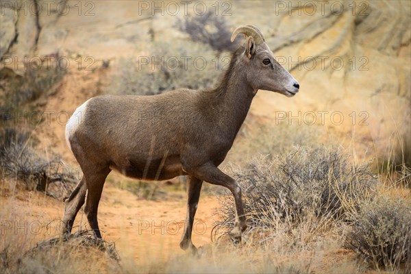 Desert bighorn sheep (Ovis canadensis nelsoni)