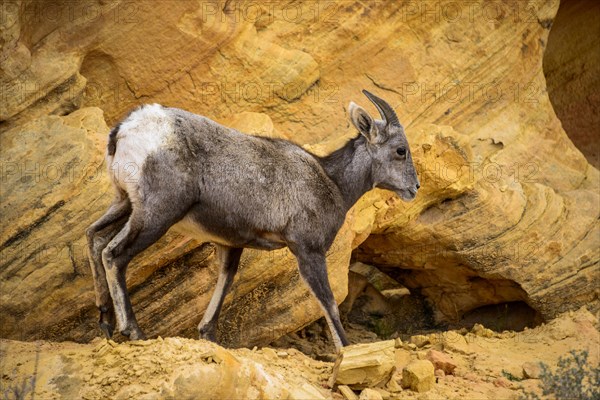 Desert bighorn sheep (Ovis canadensis nelsoni)