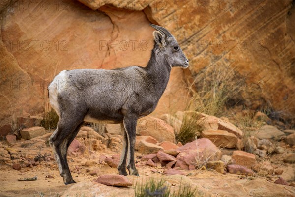 Desert bighorn sheep (Ovis canadensis nelsoni)