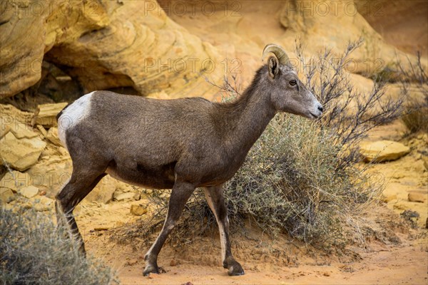 Desert bighorn sheep (Ovis canadensis nelsoni)