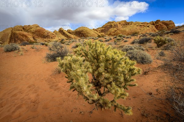 Cholla cactus (Cylindropuntia bigelovii) in desert landscape