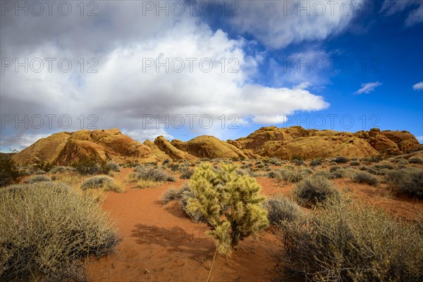 Cholla cactus (Cylindropuntia)