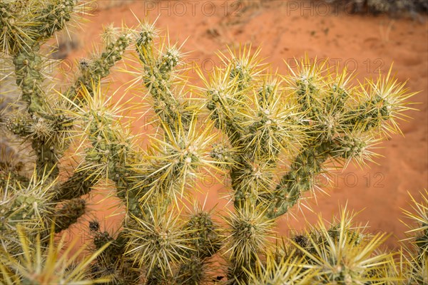 Cholla Cactus (Cylindropuntia bigelovii)