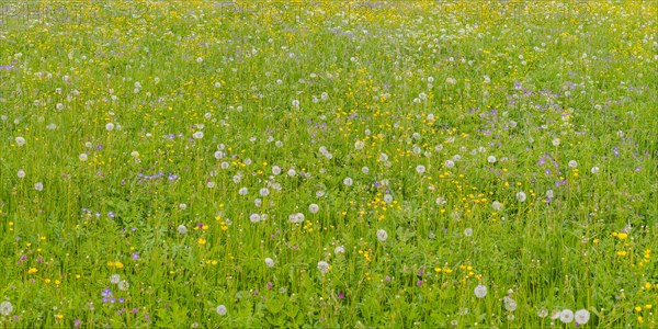 Meadow with withered Dandelion (Taraxacum)