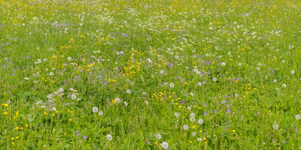 Meadow with withered Dandelion (Taraxacum)