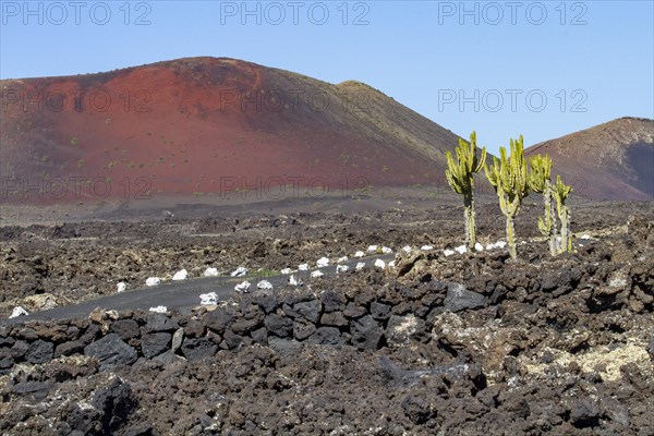 Canary Island spurge (Euphorbia canariensis) in front of red volcanic cone