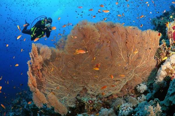 Male scuba diver photographing coral purple gorgonian sea fan (Gorgonia flabellum)