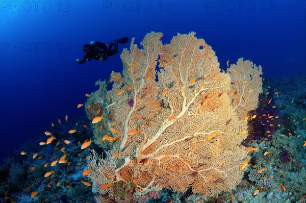 Venus sea fan (Gorgonia flabellum)