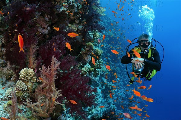 Diver looking at coral reef